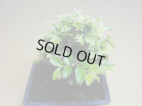 画像3: 金芽ケヤキ(a) (3)