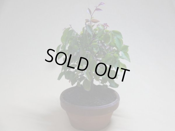 画像2: 赤葉ケヤキ(b) (2)