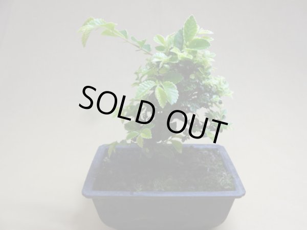 画像2: 金芽ケヤキ(b) (2)