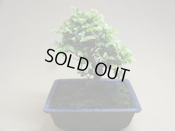 画像2: 金芽ケヤキ(e) (2)