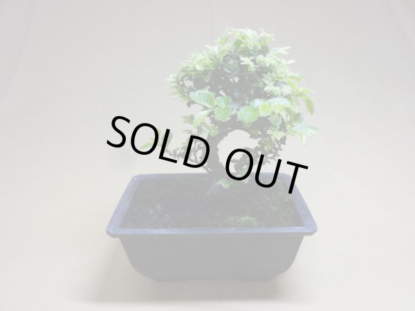 画像2: 金芽ケヤキ(a) (2)