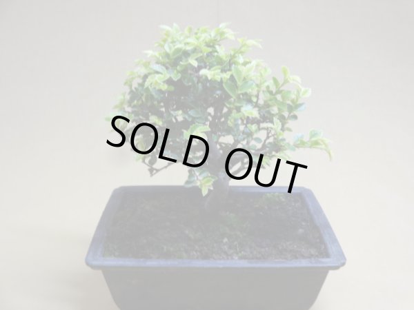 画像2: 金芽ケヤキ(f) (2)