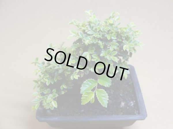 画像3: 金芽ケヤキ(c） (3)