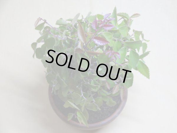 画像3: 赤葉ケヤキ(b) (3)