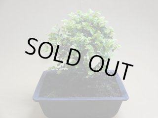 盆栽の販売通販 (有)竹ノ花商事：原田園芸 (Page 4)