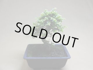 専用 孟宗竹と筍の盆栽 クレイフラワー（商品詳細 アート
