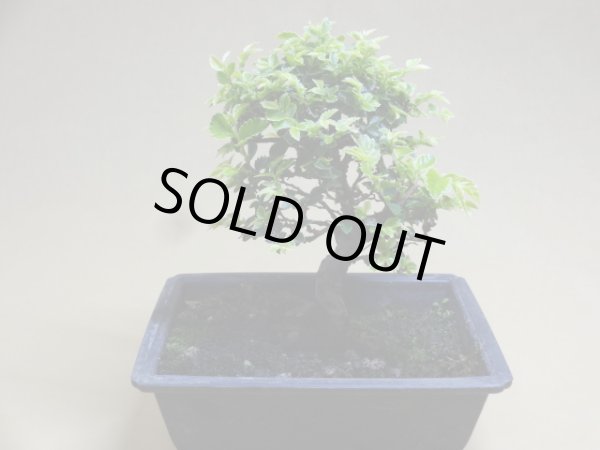 画像2: 金芽ケヤキ(d) (2)