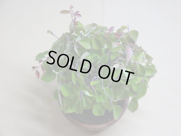 画像3: 赤葉ケヤキ(c) (3)