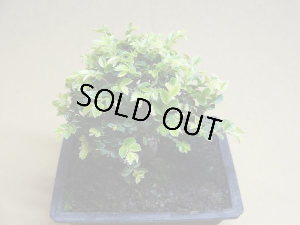 画像3: 金芽ケヤキ(f) (3)