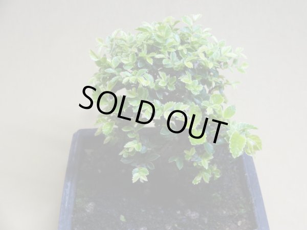 画像3: 金芽ケヤキ(d) (3)