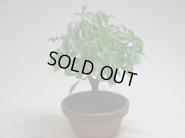 画像2: 赤葉ケヤキ(c) (2)