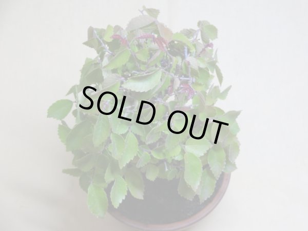 画像3: 赤葉ケヤキ(e) (3)