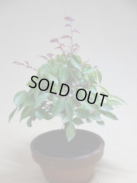 画像2: 赤葉ケヤキ(f) (2)