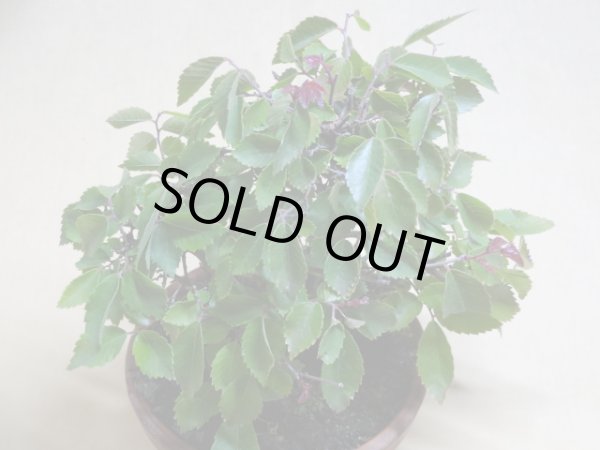 画像3: 赤葉ケヤキ(d) (3)