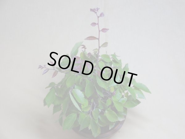 画像3: 赤葉ケヤキ(f) (3)