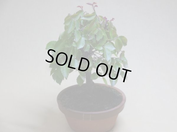 画像2: 赤葉ケヤキ(e) (2)