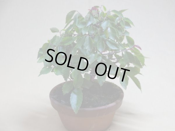 画像2: 赤葉ケヤキ(d) (2)