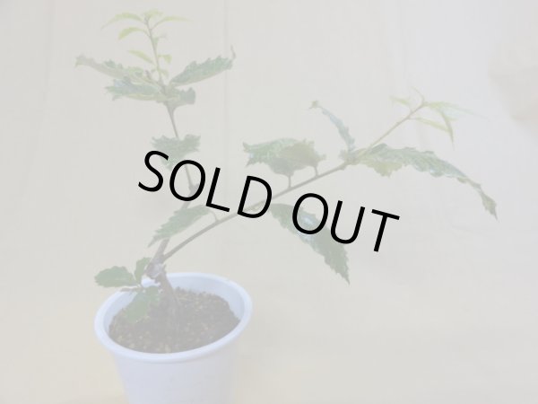 画像2: 斑入りコナラ(b) (2)