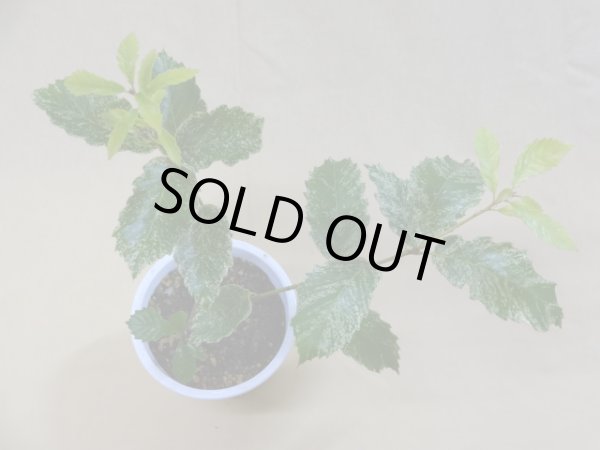 画像3: 斑入りコナラ(b) (3)