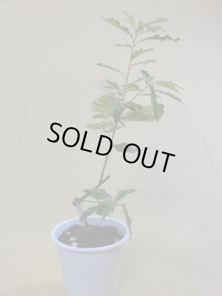 画像2: 斑入りコナラ(c) (2)