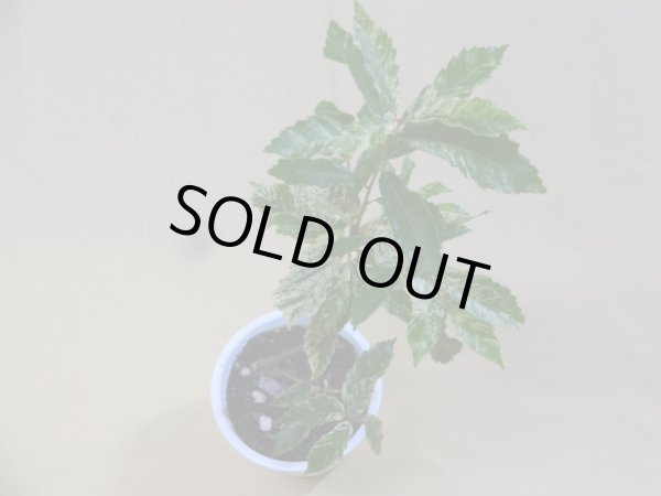 画像3: 斑入りコナラ(c) (3)