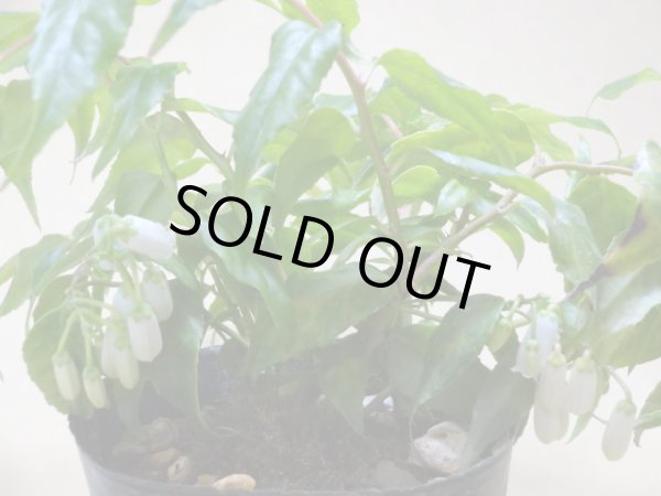 画像2: 岩南天(イワナンテン) (2)