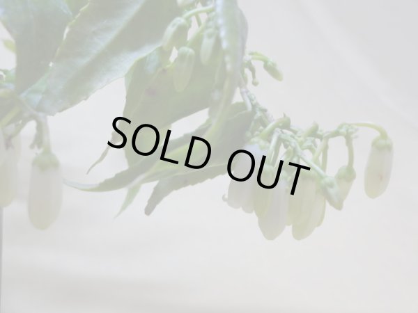 画像3: 岩南天(イワナンテン) (3)