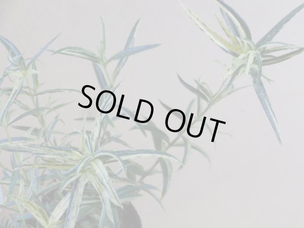 画像2: 斑入りササリンドウ (2)