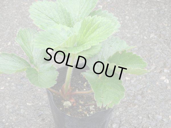 画像2: イチゴ苗/紅ほっぺ (2)