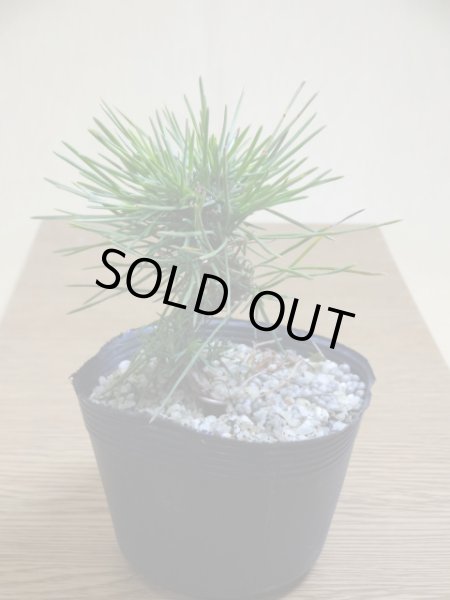 画像2: ねじり黒松 (2)