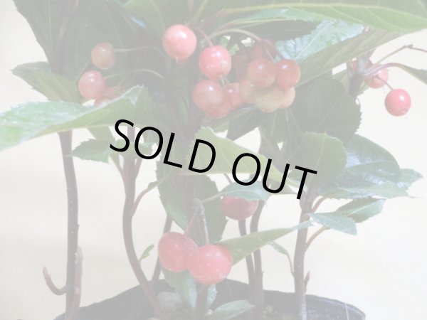 画像2: 大実ヤブコウジ 日達丸 (2)