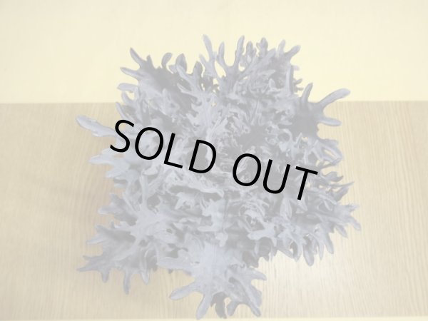 画像2: ハボタン/銀龍 (2)