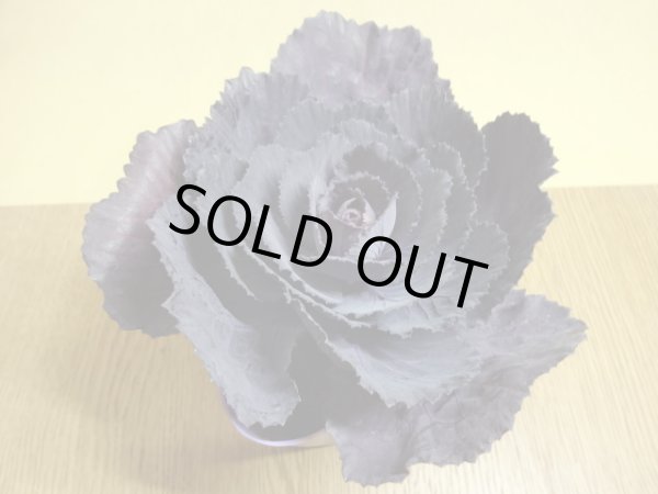 画像2: ハボタン/黒鳳 (2)