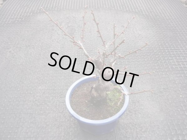 画像2: 赤花一重咲寒紅梅(2) (2)