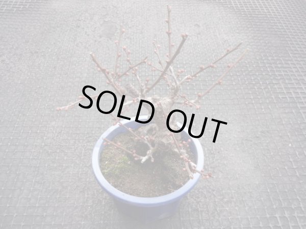 画像2: 赤花一重咲寒紅梅(1) (2)