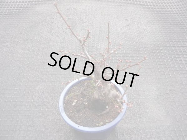 画像2: 赤花一重咲寒紅梅(7) (2)