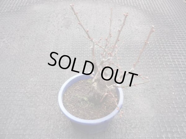 画像2: 赤花一重咲寒紅梅(5) (2)