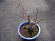 画像2: 赤花一重咲寒紅梅(4) (2)