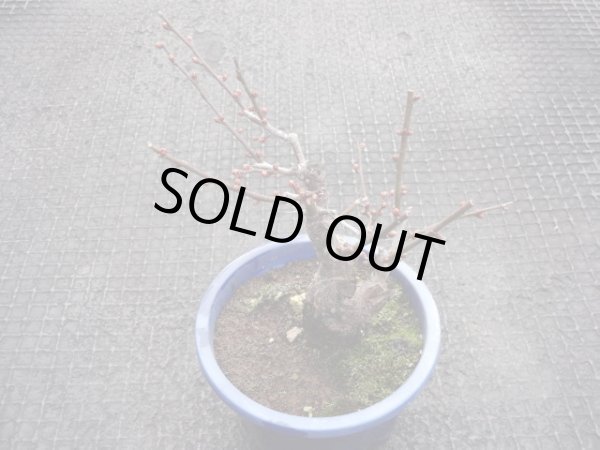 画像2: 赤花一重咲寒紅梅(4) (2)