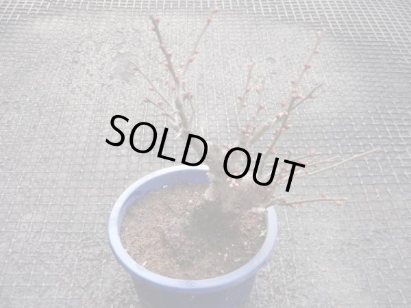 画像2: 赤花一重咲寒紅梅(6) (2)