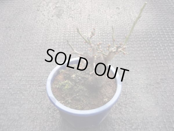 画像2: 茶青梅(2) (2)