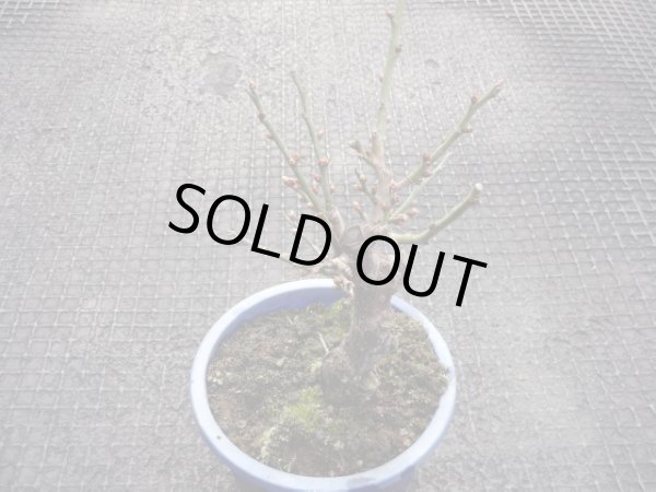 画像2: 茶青梅(3) (2)