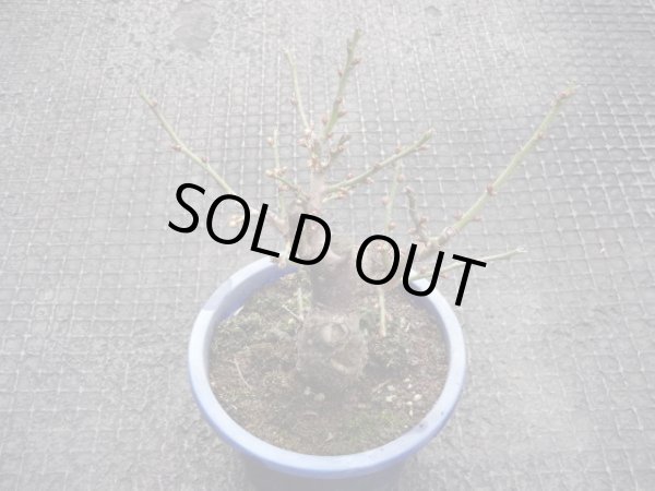 画像2: 茶青梅(4) (2)