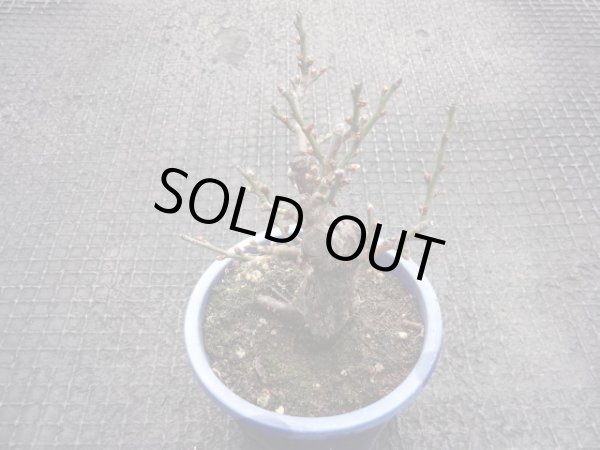 画像2: 茶青梅(1) (2)