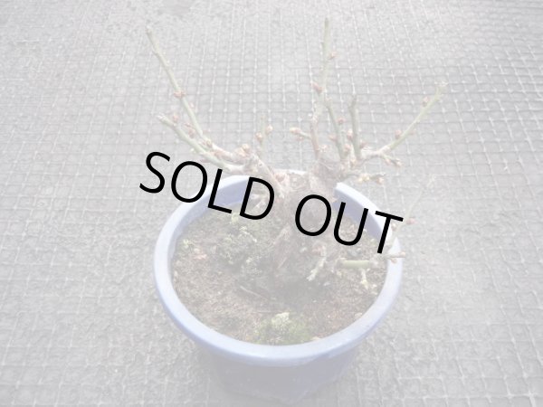 画像2: 茶青梅(7) (2)