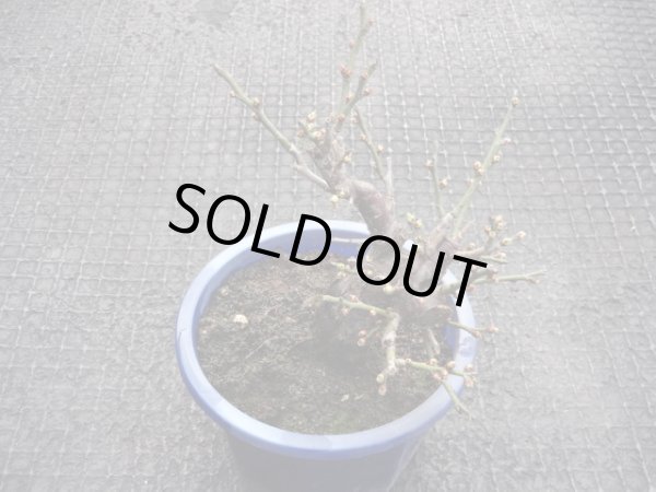 画像2: 茶青梅(8) (2)