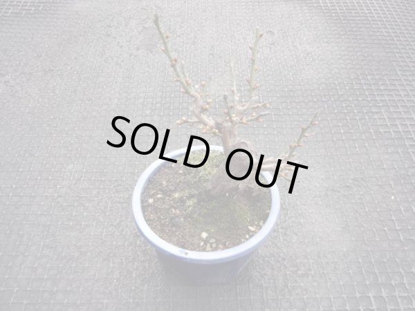 画像2: 茶青梅(5) (2)