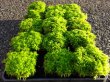 画像2: 生水苔 (2)