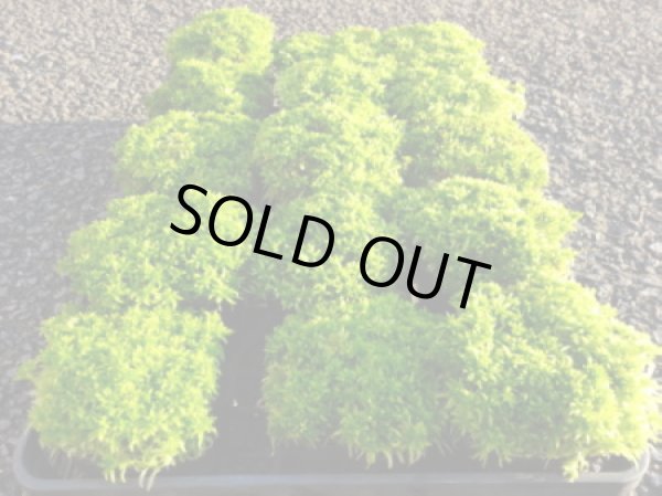 画像2: 生水苔 (2)