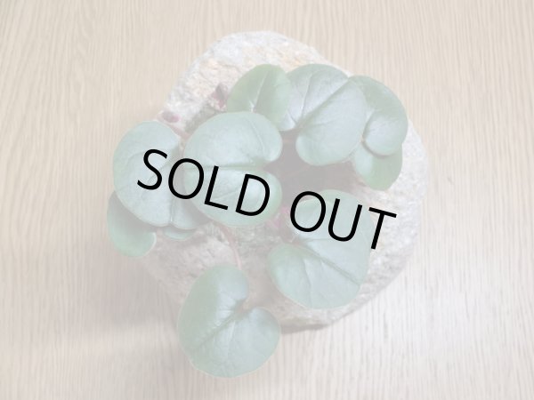 画像2: シクラメンコウム (2)